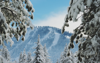 snowy pines