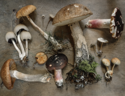 Try these Five Medicinal Mushrooms to Boost Immunity
